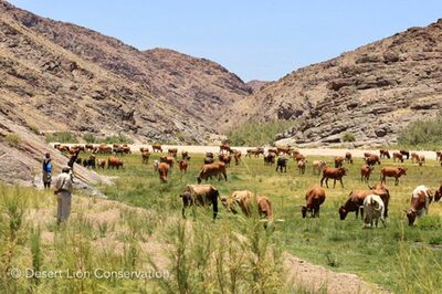 Cattle near Purros 