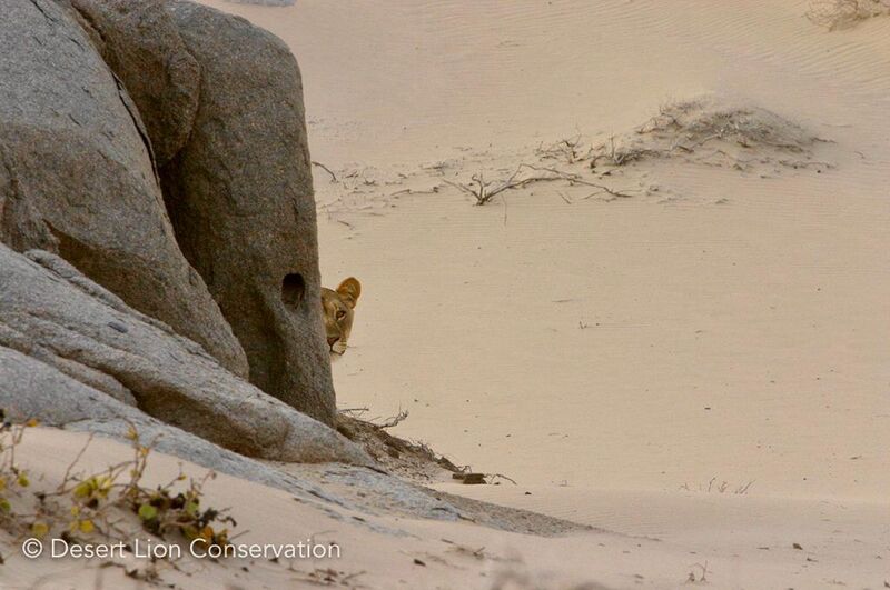 Xpl-38 “Tawny” photographed 15 years ago in the same area