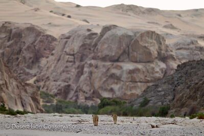 Orphan lionesses moving westwards towards the mouth of the Hoaruseb river Purros HLC Desert Lion Conservation Namibia
