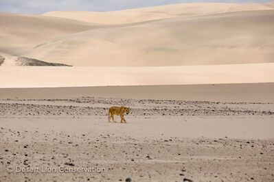 Orphan lionesses moving westwards towards the mouth of the Hoaruseb river Purros HLC Desert Lion Conservation Namibia