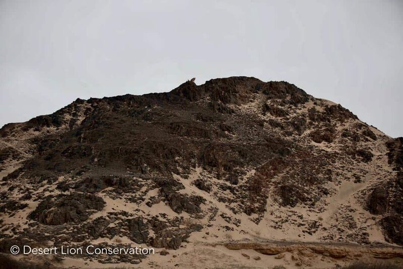 Lioness on a ridge near Leyland’s Drift Purros HLC Desert Lion Conservation Namibia