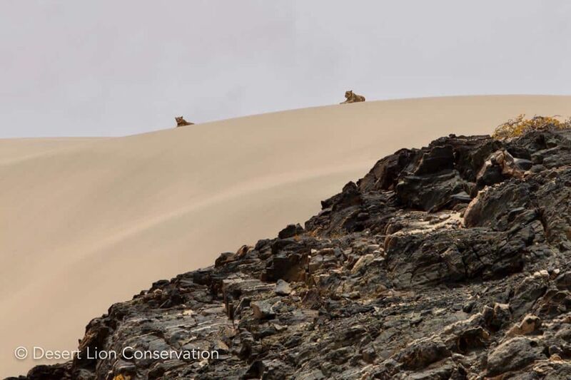 Two lionesses on the southern bank of the Hoaruseb river