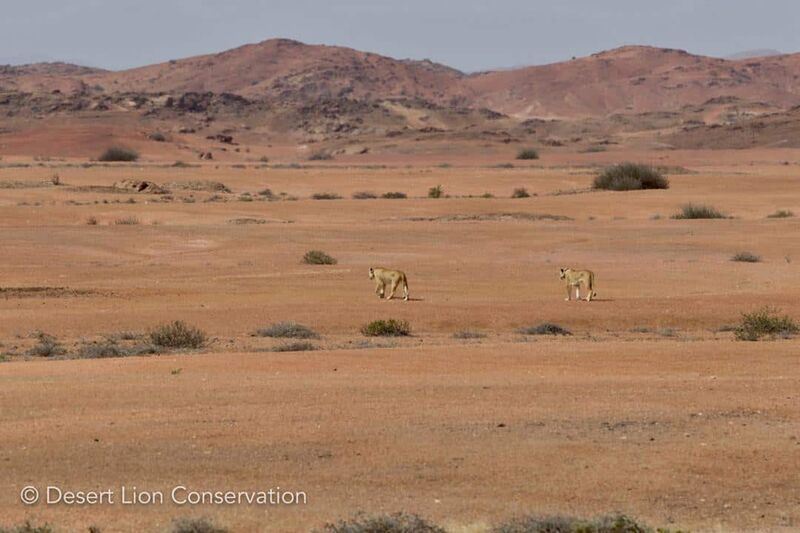 Two lionesses cross the gravel plains between the Hoaruseb and Hoanib rivers