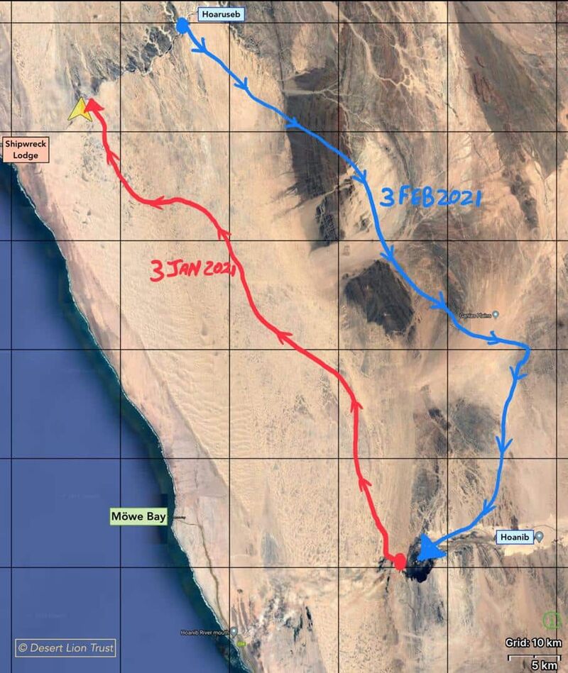 Movements of the Orphan lionesses