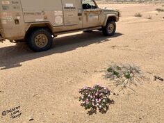 Green grass and flowering shrubs on the gravel plains