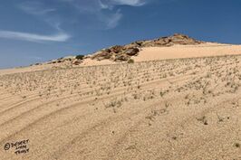 Green grass and flowering shrubs on the gravel plains