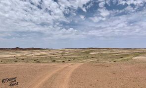 Green grass and flowering shrubs on the gravel plains