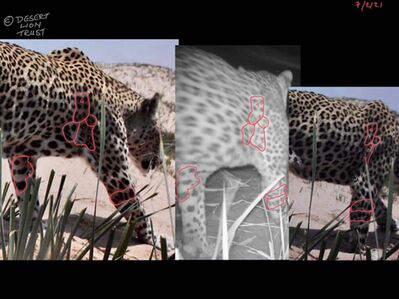 Comparisons of the spot patterns of a male leopard at the Uniab Delta during 2020