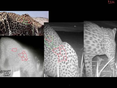 Comparisons of the spot patterns of a male leopard at the Uniab Delta during 2020