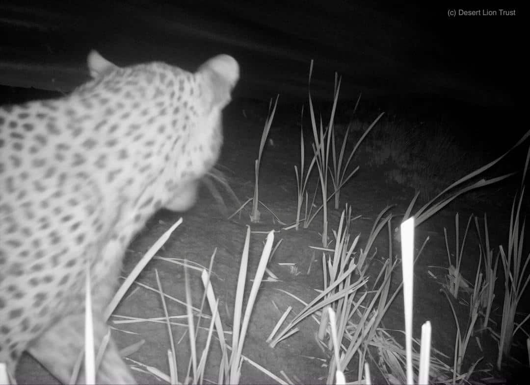 Male leopard at the Uniab Delta on 21 Dec 2020