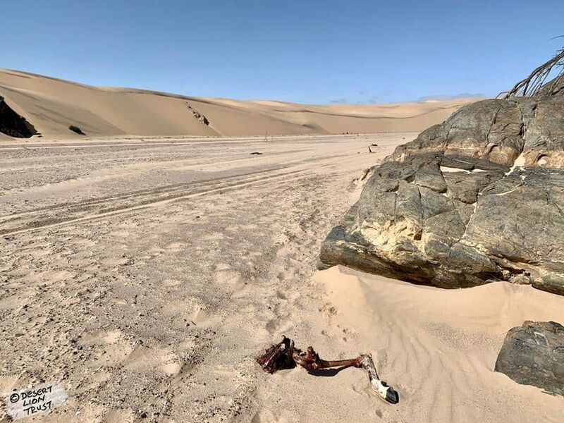 Remains of a juvenile gemsbok killed by the lionesses