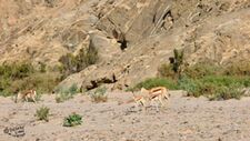 Abundance of prey along the lower Hoaruseb river