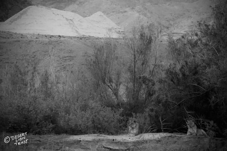 Two lionesses scanning for prey at twilight