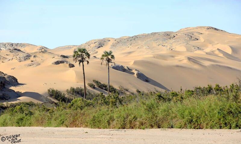 Twin palm trees