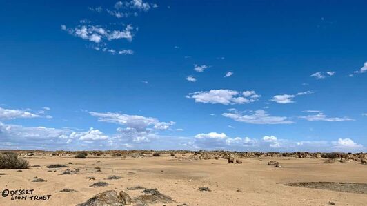 Monitoring of the Orphan lionesses in the lower Hoaruseb river