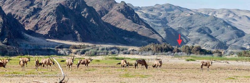 Monitoring of the Orphan lionesses in the lower Hoaruseb river