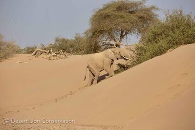 Elephants in the Hoanib and Hoaruseb rivers