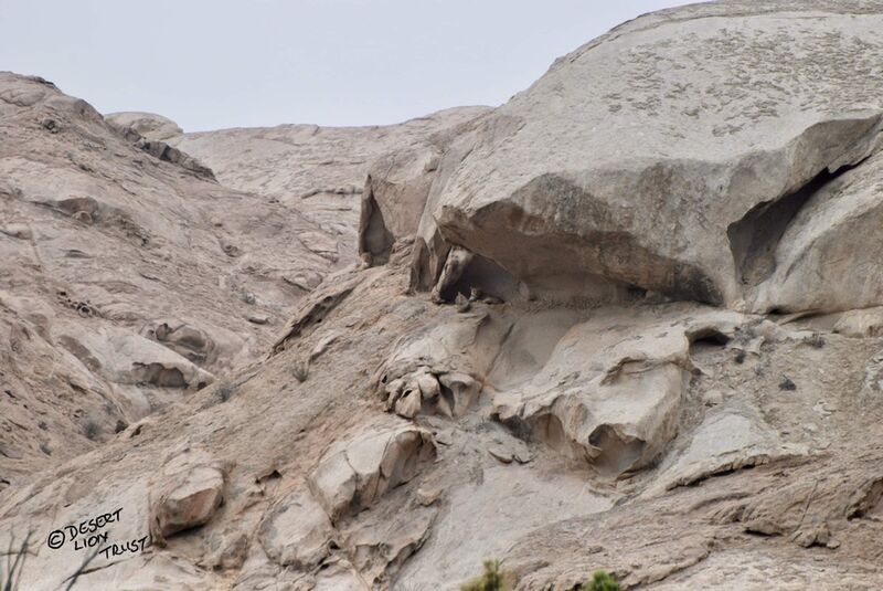 Two Orphan lionesses resting under rock overhang after fireworks display