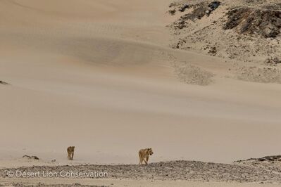 Lionesses search for prey along the lower Hoaruseb river