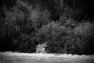 Lionesses search for prey along the lower Hoaruseb river