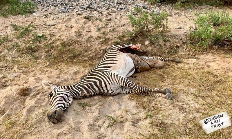 Hartmann’s zebra captured by lions west of Leyland’s Drift