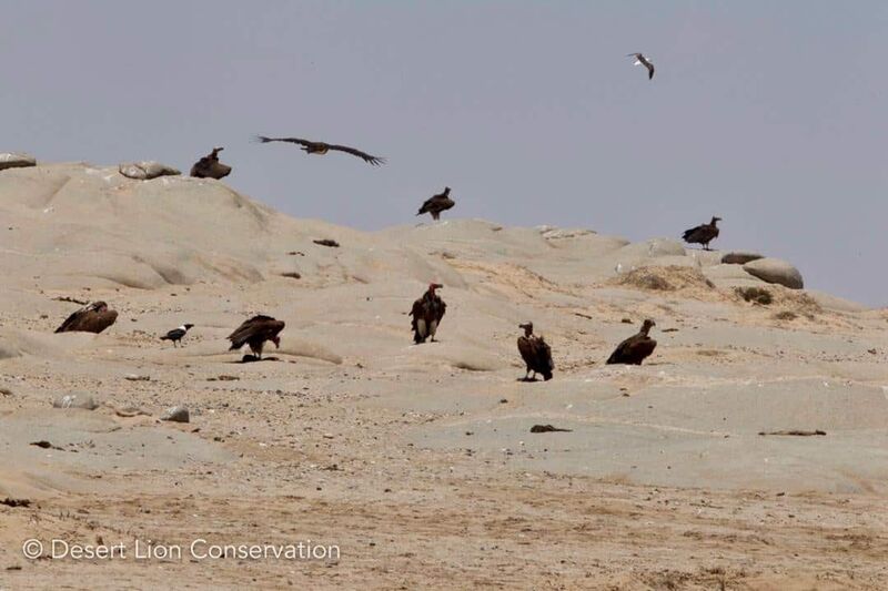 Lappet-faced vultures at Möwe Bay Cape fur seal colony