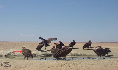 Marked Lappet-faced vultures drinking at Ganias spring