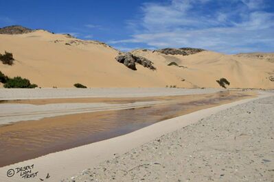Floodwaters reach the dunes of the lower Hoaruseb river