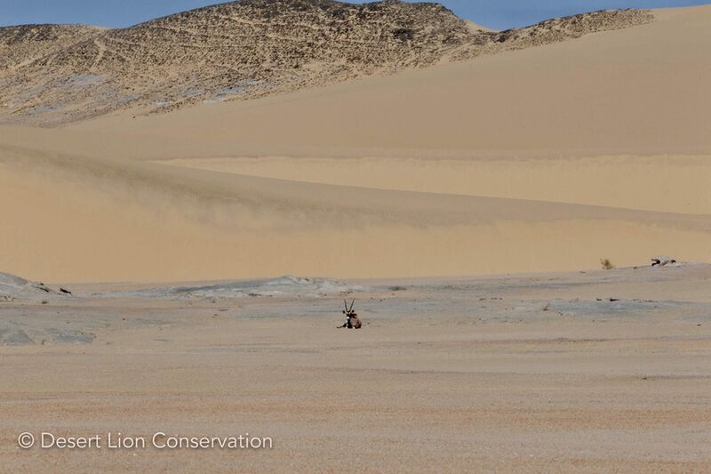 Gemsbok in the dunes north of the flooding Hoaruseb river