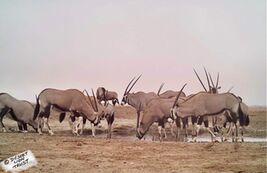 A camera-trap mounted on the gravel plains at Ganias spring, between the Hoanib and Hoaruseb rivers, captured valuable images of congregations of gemsboks and ostriches utilising the brackish water, as well as a spotted hyaena.