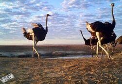 A camera-trap mounted on the gravel plains at Ganias spring, between the Hoanib and Hoaruseb rivers, captured valuable images of congregations of gemsboks and ostriches utilising the brackish water, as well as a spotted hyaena.