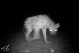 A camera-trap mounted on the gravel plains at Ganias spring, between the Hoanib and Hoaruseb rivers, captured valuable images of congregations of gemsboks and ostriches utilising the brackish water, as well as a spotted hyaena.