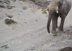 On the Hoanib Floodplain two camera-traps recorded movements of elephants that followed the flood waters, a Floodplain lioness and an African wildcat.