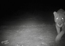 On the Hoanib Floodplain two camera-traps recorded movements of elephants that followed the flood waters, a Floodplain lioness and an African wildcat.