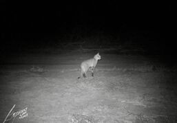 On the Hoanib Floodplain two camera-traps recorded movements of elephants that followed the flood waters, a Floodplain lioness and an African wildcat.