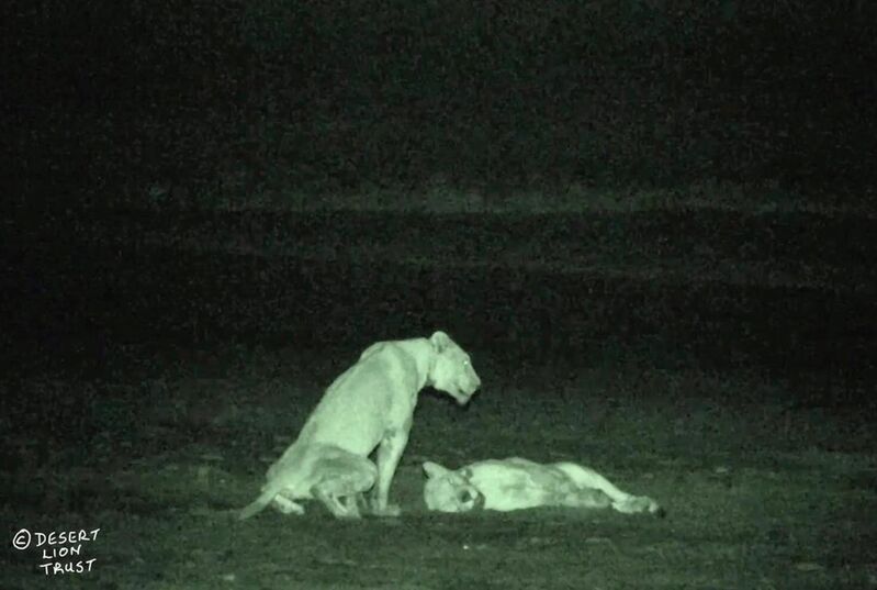 Lionesses resting on the beach