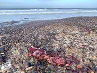 Remains of a Cape fur seal consumed by the two lionesses