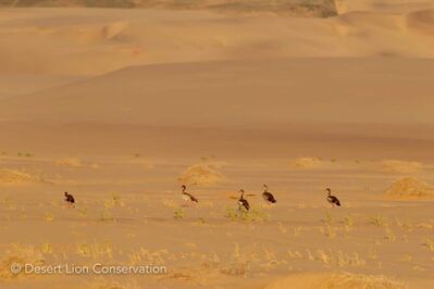 Egyptian geese attracted to green grass in the dunes