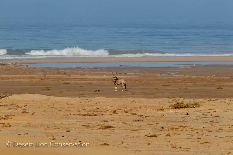 Gemsbok on the beach