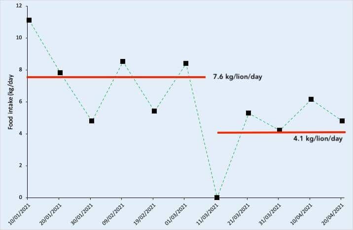 Daily per-capita food intake for two lionesses calculated for ten-day intervals between 1 Jan 2021 and 20 April 2021.