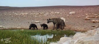 Spotted hyaenas at Gai-Ais spring