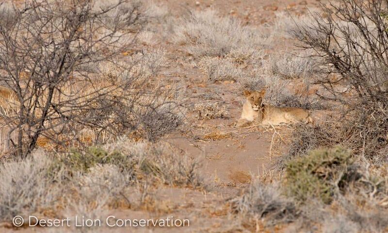 The young lioness Xpl-133 relocated to a safe facility in central Namibia
