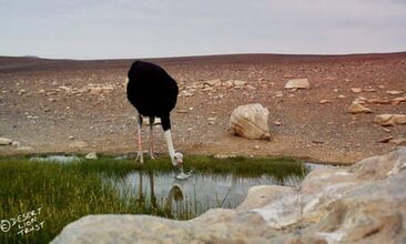 An ostrich and tagged Lappet-faced vultures at Gai-Ais spring