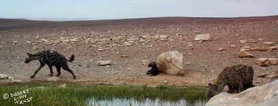 Spotted hyaenas at Gai-Ais spring