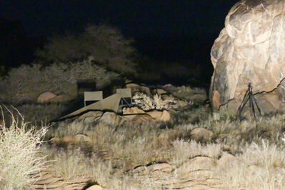 Lion chewing on tent, showing position of tent in relation to koppie and track