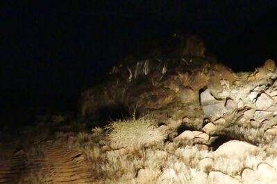 Lion getting up to move back to tent, showing position of koppie and access track