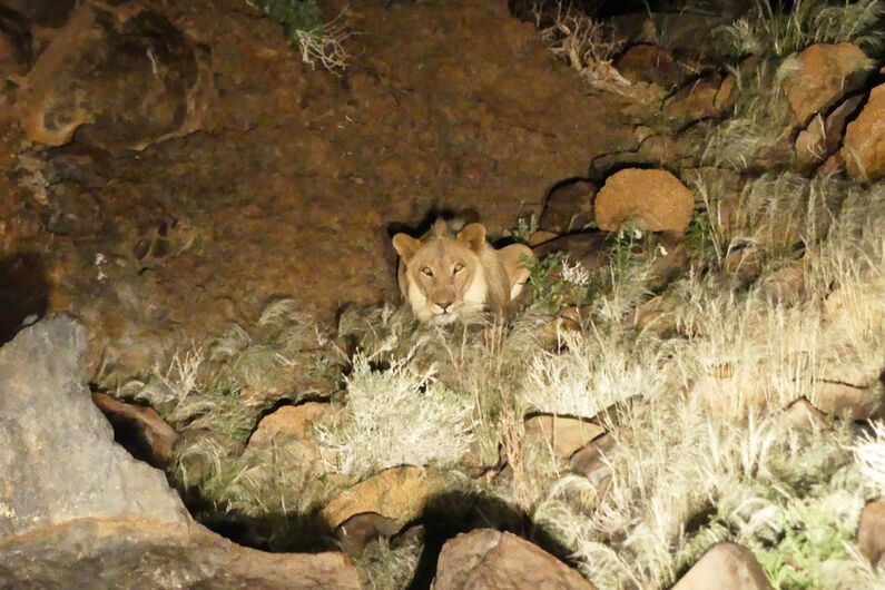  Lion crouched next to koppie after briefly moving away from our tent