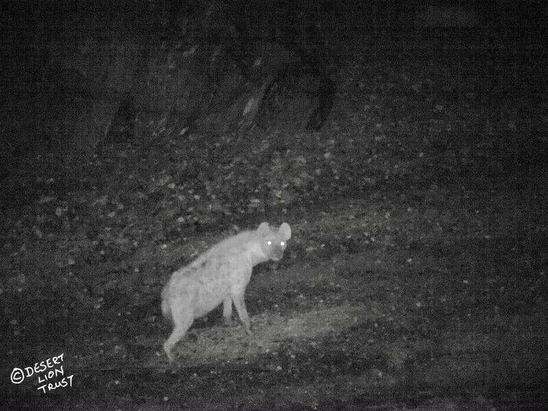 Spotted hyaena at the upper Mudorib spring