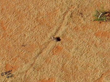 Giraffes and a spotted hyaena observed from the helicopter