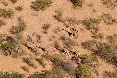 Giraffes and a spotted hyaena observed from the helicopter